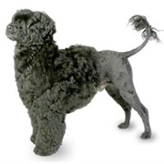Groom a Portuguese Water Dog