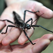 Lord Howe Island Stink Insect