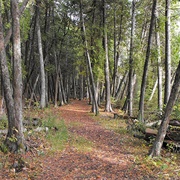 Wells State Park, Michigan