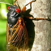 Pharaoh Cicada