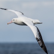 Albatross