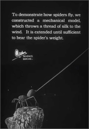 Urban Science: To Demonstrate How Spiders Fly (1909)