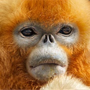 National Geographic Monkey