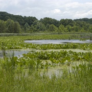 Herrick Fen State Nature Preserve