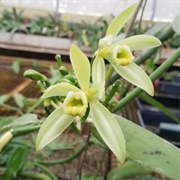 Flat-Leaved Vanilla (Vanilla Planifolia)