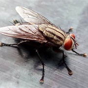 House Fly