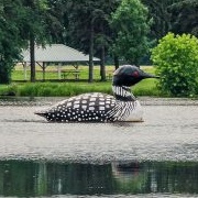 Floating Loon of Virginia