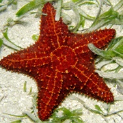 Caribbean Cushion Sea Star