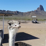 Rooster Cogburn Ostrich Ranch