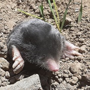 Mole