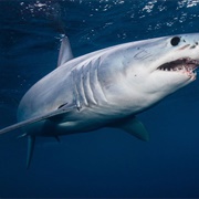 There Were Sharks at the Deep End of the Pool