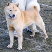 Groom a Hokkaido Inu