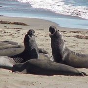Piedras Blancas Elephant Seal Rookery