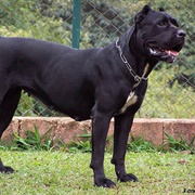 Groom a Cane Corso