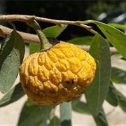 Annona Aurantiaca