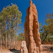 Magnetic Termite Mounds, Litchfield National Park, NT