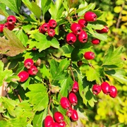 Hawthorn (Crataegus Rhipidophylla)