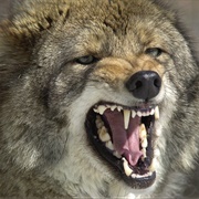 Coyote