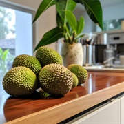 Artocarpus Styracifolius