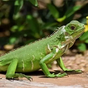 Herpetophobia - Fear of Reptiles