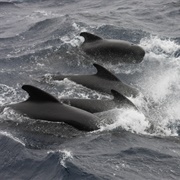 Long-Finned Pilot Whale