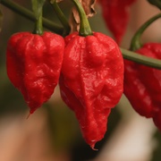 Ghost Pepper