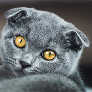 Scottish Fold