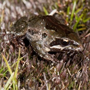 Moss Frog (Crinia Nimbus)