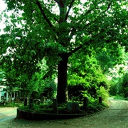 The Tree That Owns Itself