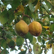 Pyrus Glabra