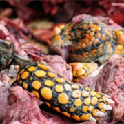 Tortoise Meat