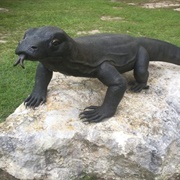 McCord Park's Komodo Dragon