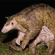Pangolin