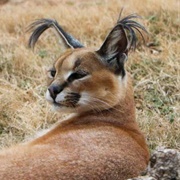 Caracal