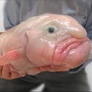Blob Fish