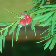 Breede River Yellowwood (Podocarpus Elongatus)