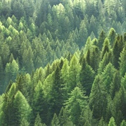 Trimble Community Forest