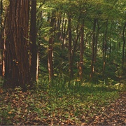 Edison Woods Metropark