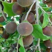 Ceylon Gooseberry (Dovyalis Hebecarpa)