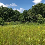 Erie Sand Barrens State Nature Preserve
