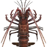 Spiny Lobster