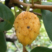 Cawesh (Annona Scleroderma)