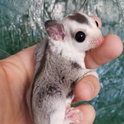 Pet Sugar Glider