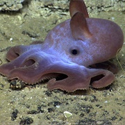 Dumbo Octopus