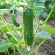 Cucumber (Quran Verse 1)