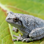 Gray Treefrog