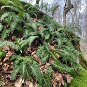 Marie J. Desonier State Nature Preserve