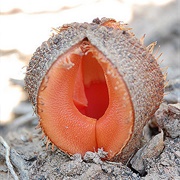 Jakkalskos (Hydnora Africana)