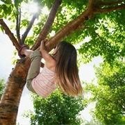 Climb Tree