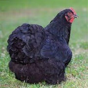 Black Cochin